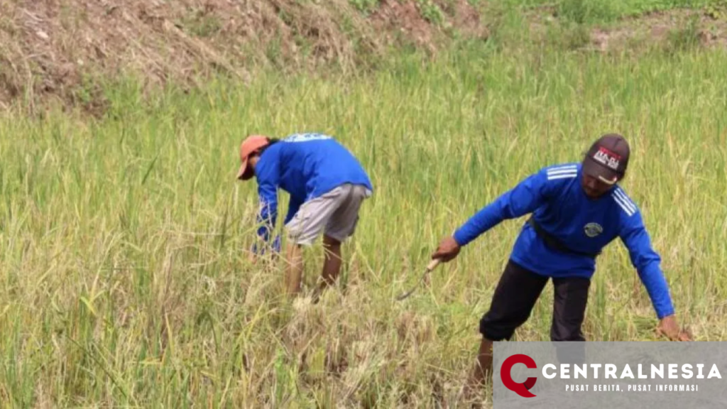 Pj Gubernur Lampung Dorong Perluasan Lahan Pertanian untuk Swasembada Pangan